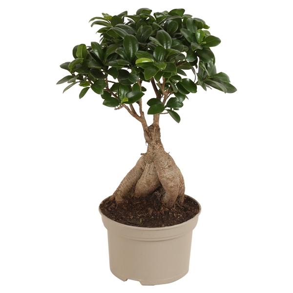 Горшечные цветы и растения оптом Ficus Ginseng от 6шт из Голландии с доставкой по России