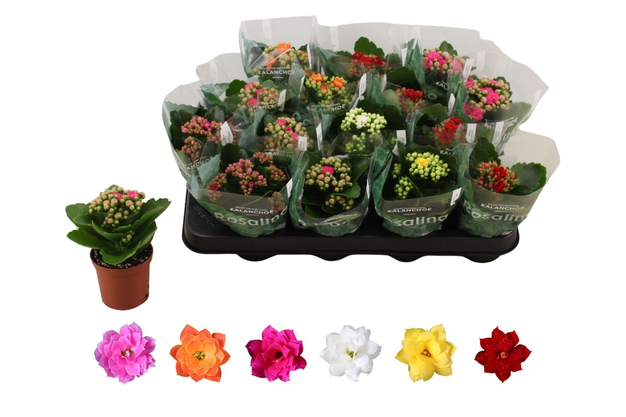 Горшечные цветы и растения оптом Kal Ge Ro Gem 6 Kl от 16шт (для телеги) из Голландии с доставкой по России