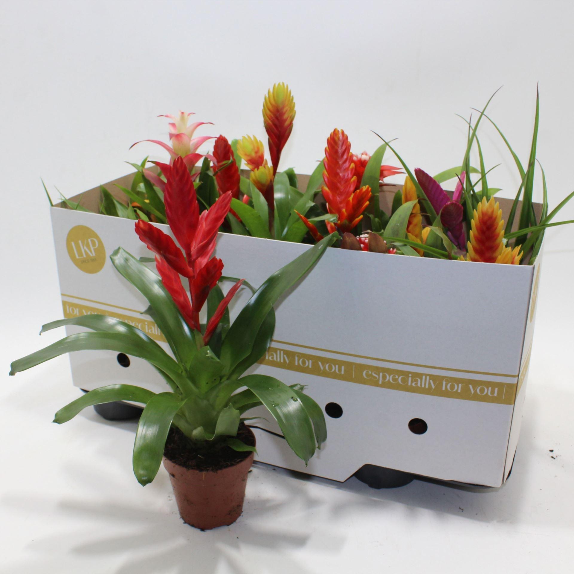 Горшечные цветы и растения оптом Bromelia   ...mix от 12шт из Голландии с доставкой по России