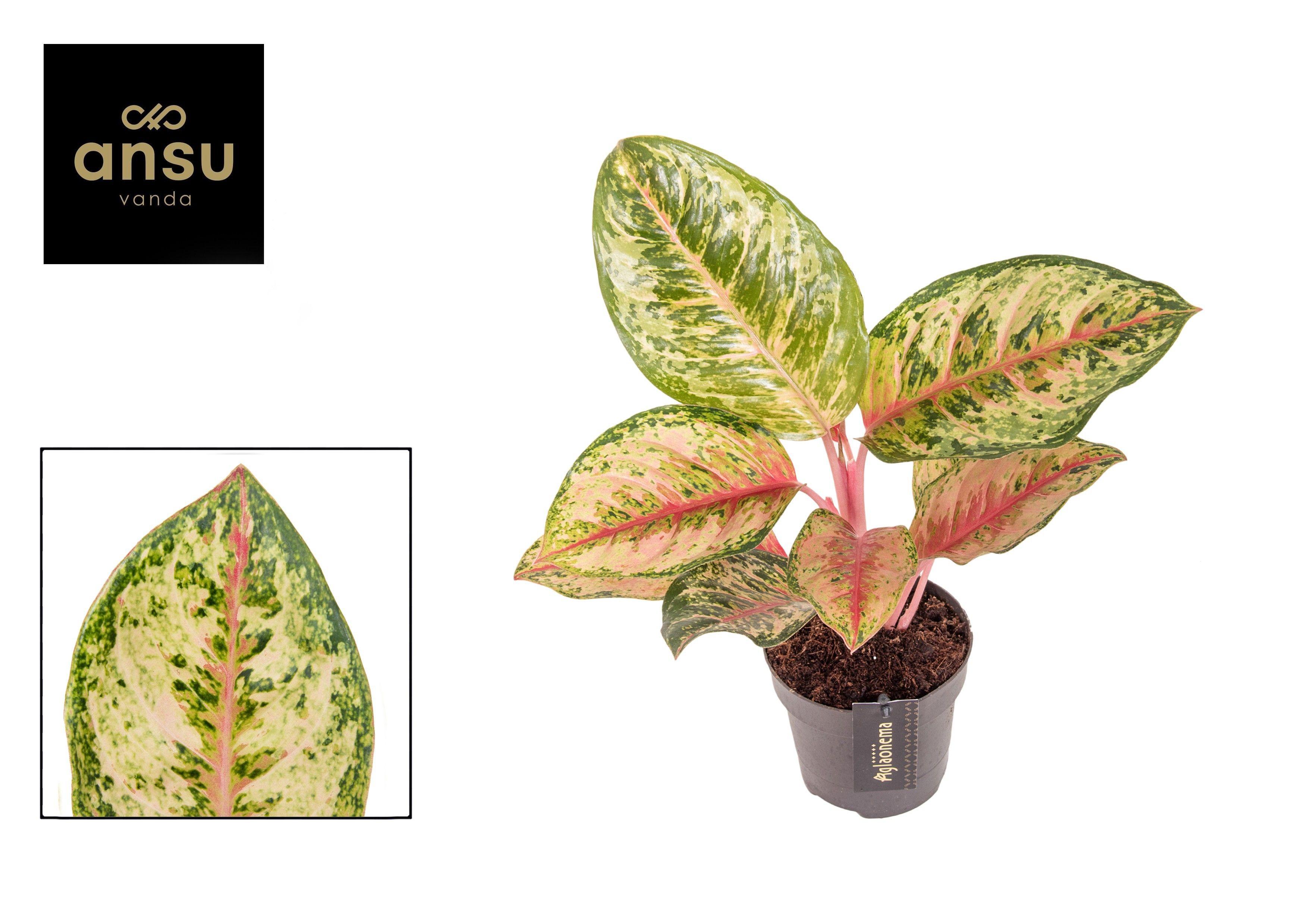 Горшечные цветы и растения оптом Aglaonema Carnival Queen от 6шт из Голландии с доставкой по России