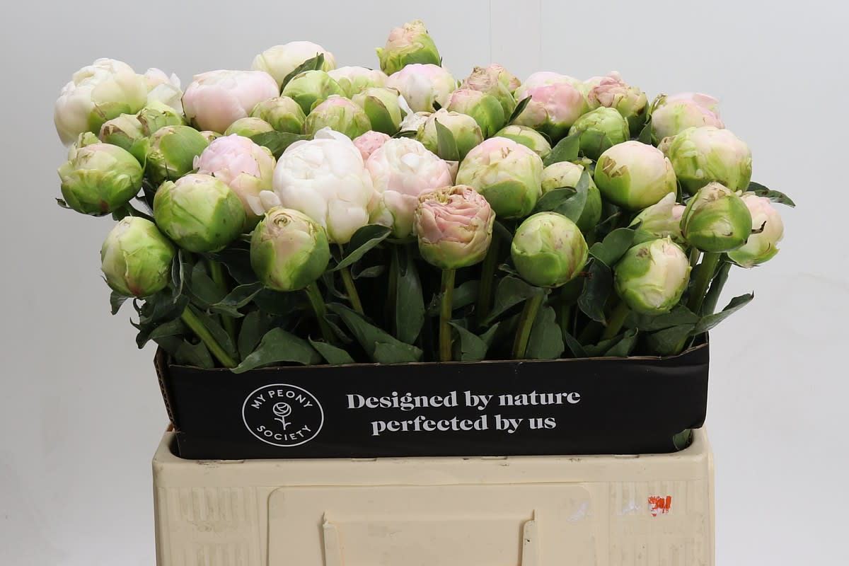 Срезанные цветы оптом Paeonia moon over barrington от 50шт из Голландии с доставкой по России