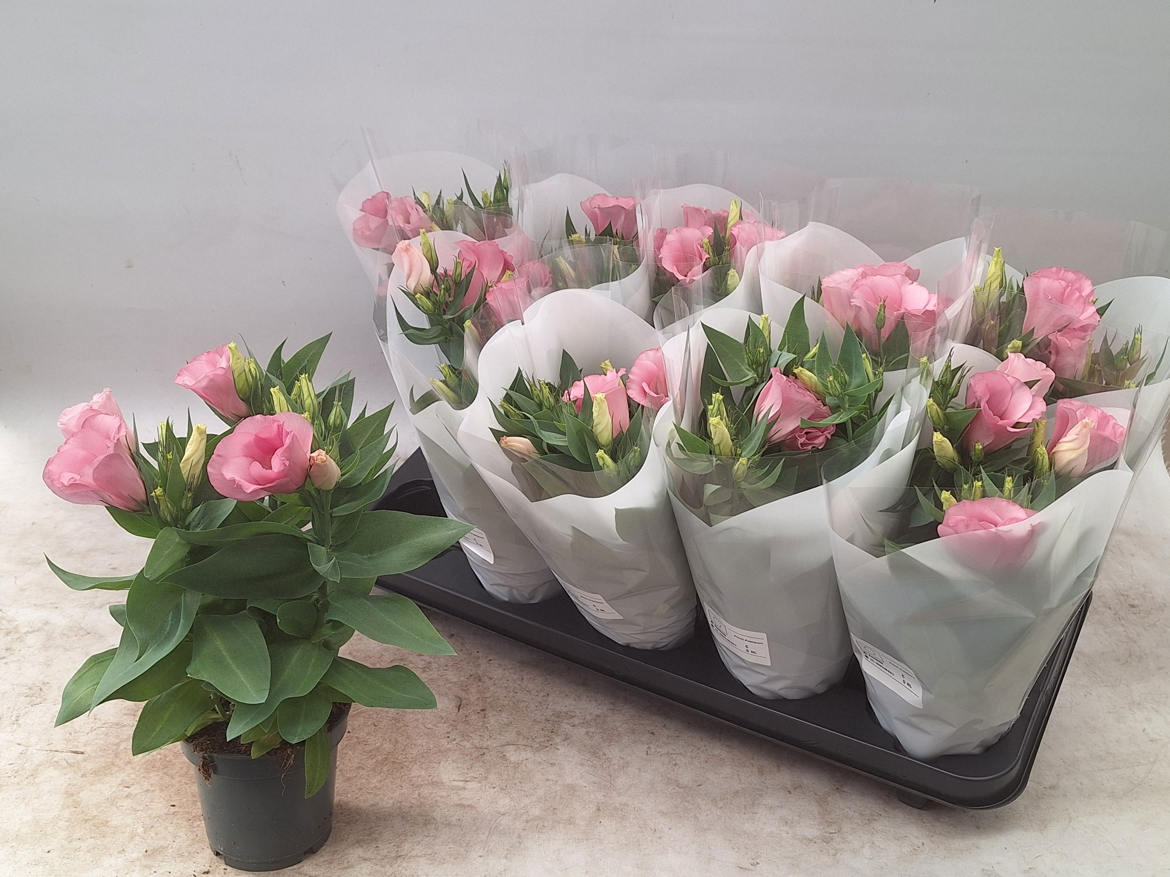 Горшечные цветы и растения оптом Eust Bolero Pink от 10шт из Голландии с доставкой по России