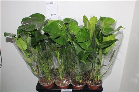 Горшечные цветы и растения оптом Monstera Deliciosa от 8шт из Голландии с доставкой по России