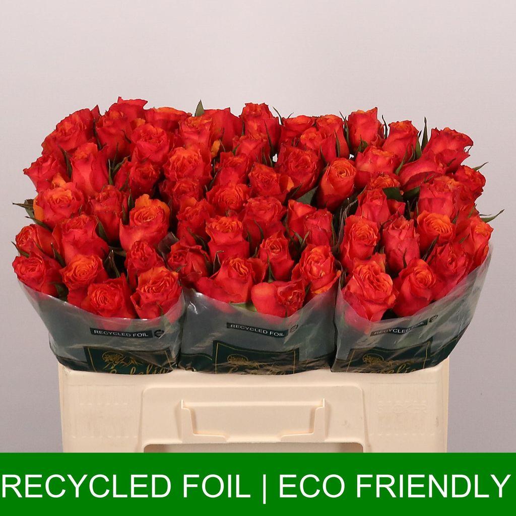 Срезанные цветы оптом Rosa large devoted от 60шт из Голландии с доставкой по России