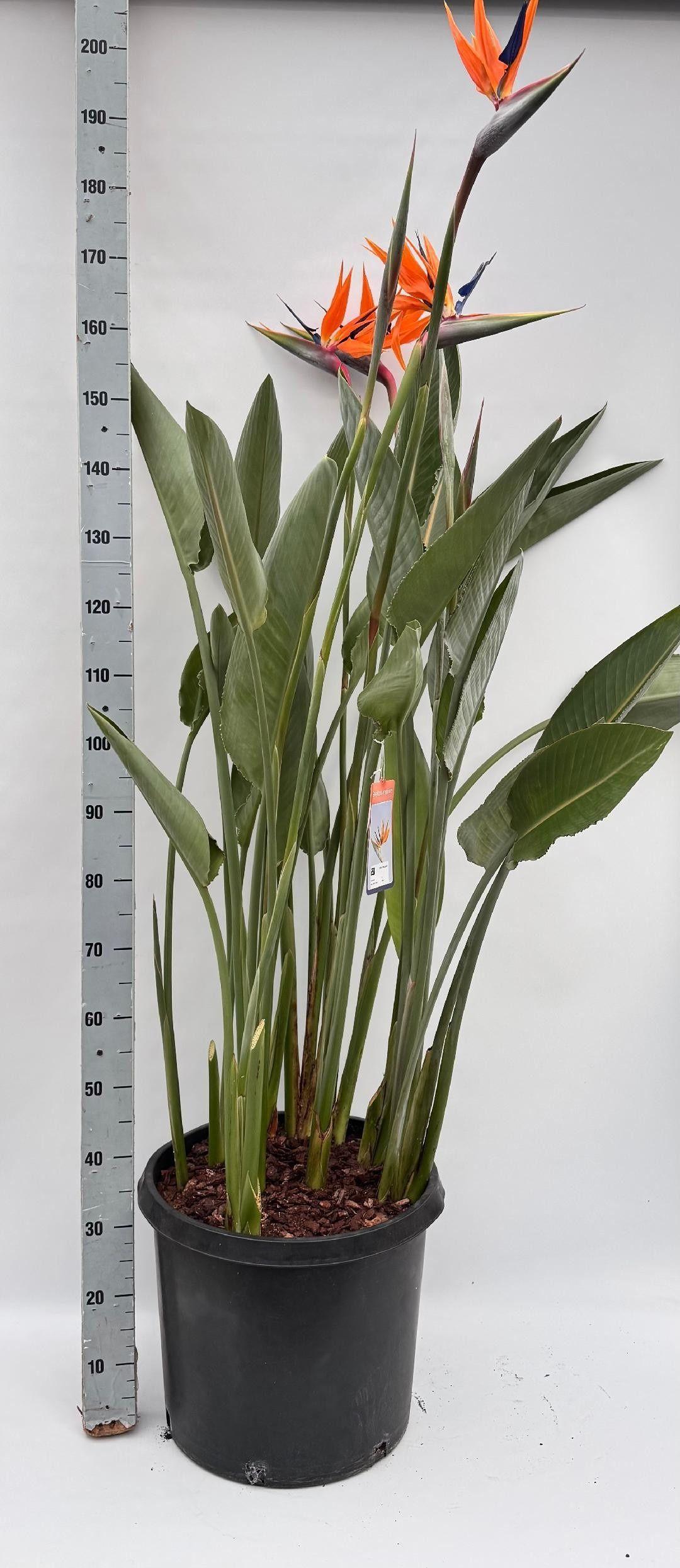 Горшечные цветы и растения оптом Strelitzia Regin Bl от 1шт из Голландии с доставкой по России