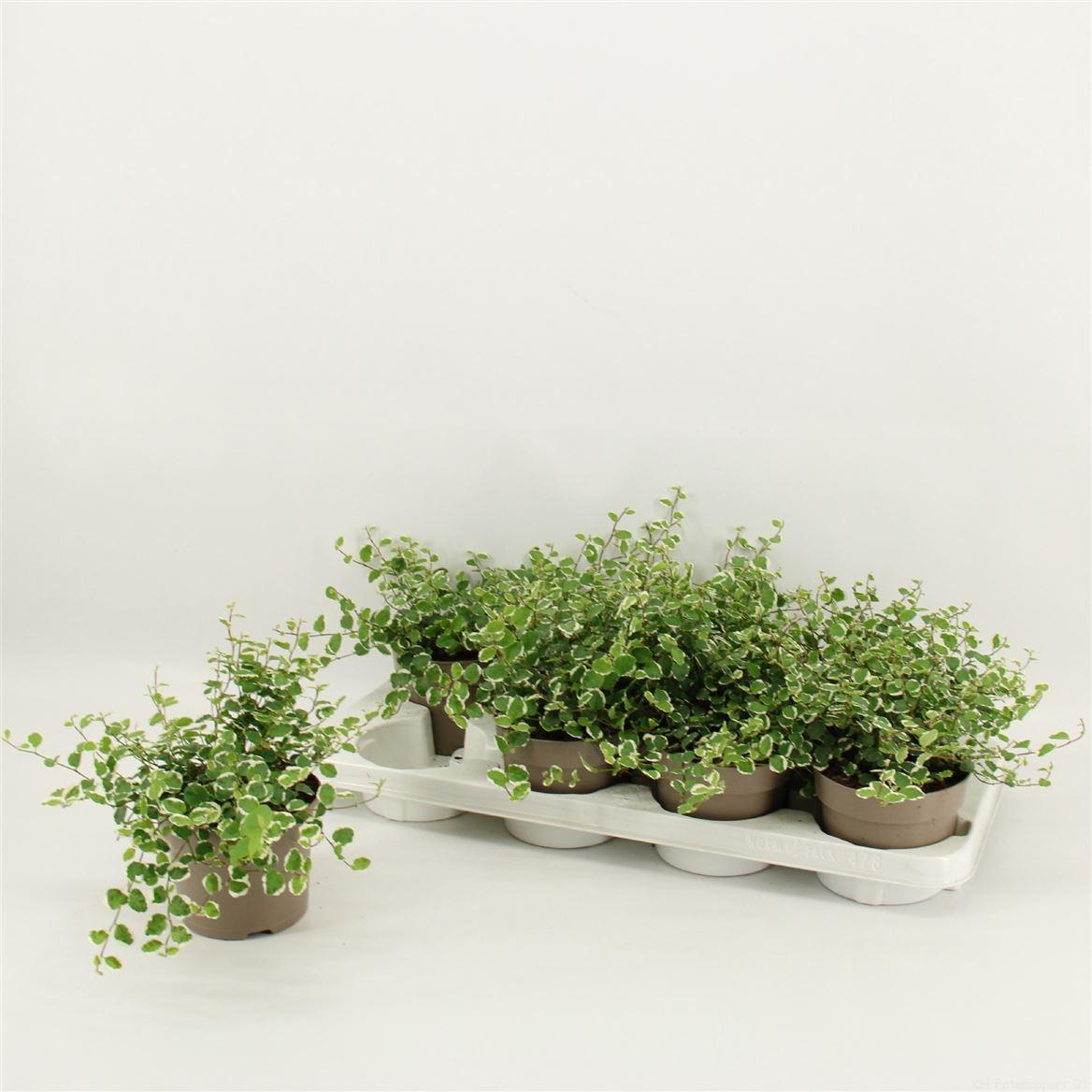 Горшечные цветы и растения оптом Ficus Pumila White Sunny от 8шт из Голландии с доставкой по России