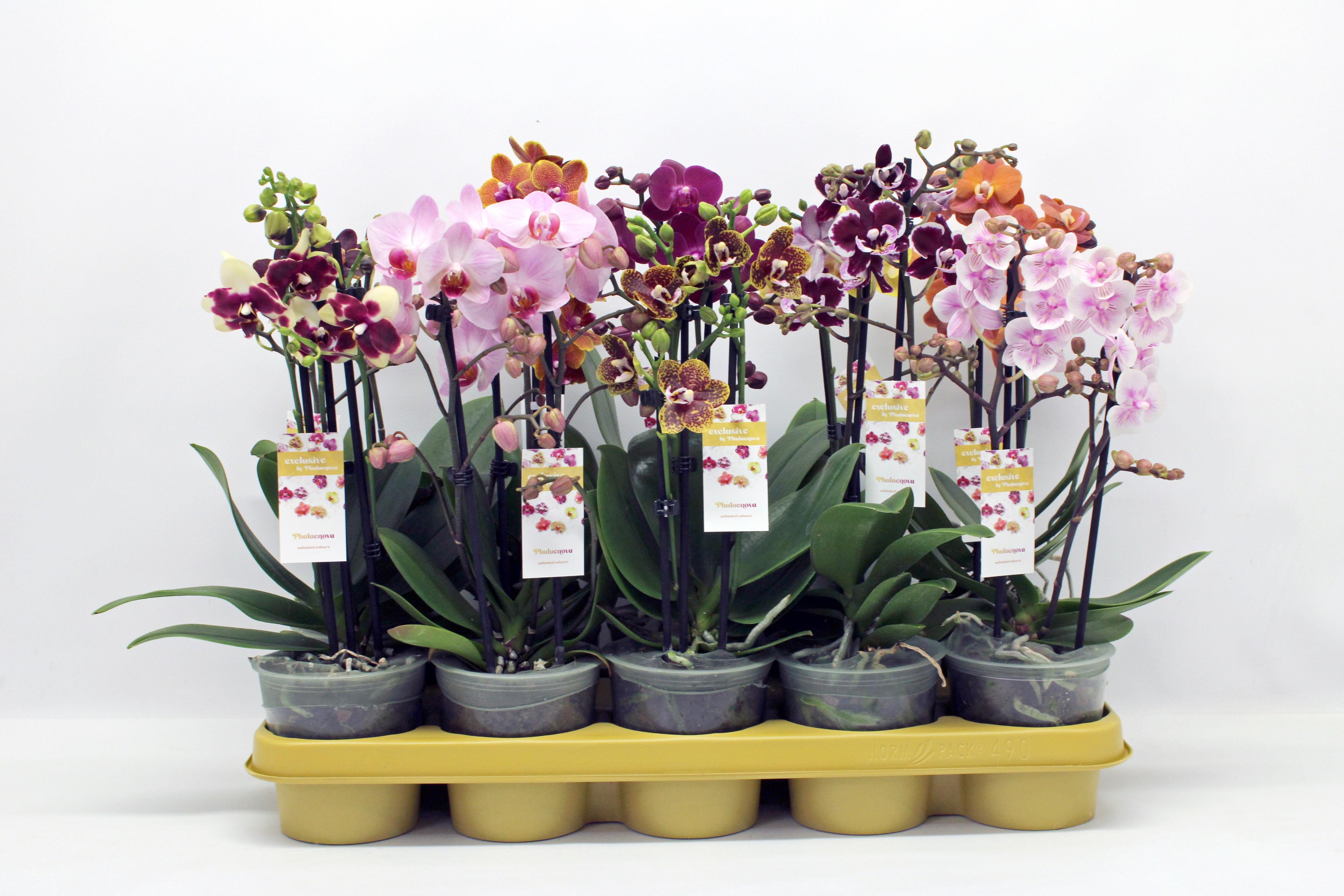 Горшечные цветы и растения оптом Phal 2-5st Multi Mix 22+ (phalaenova) от 6шт из Голландии с доставкой по России