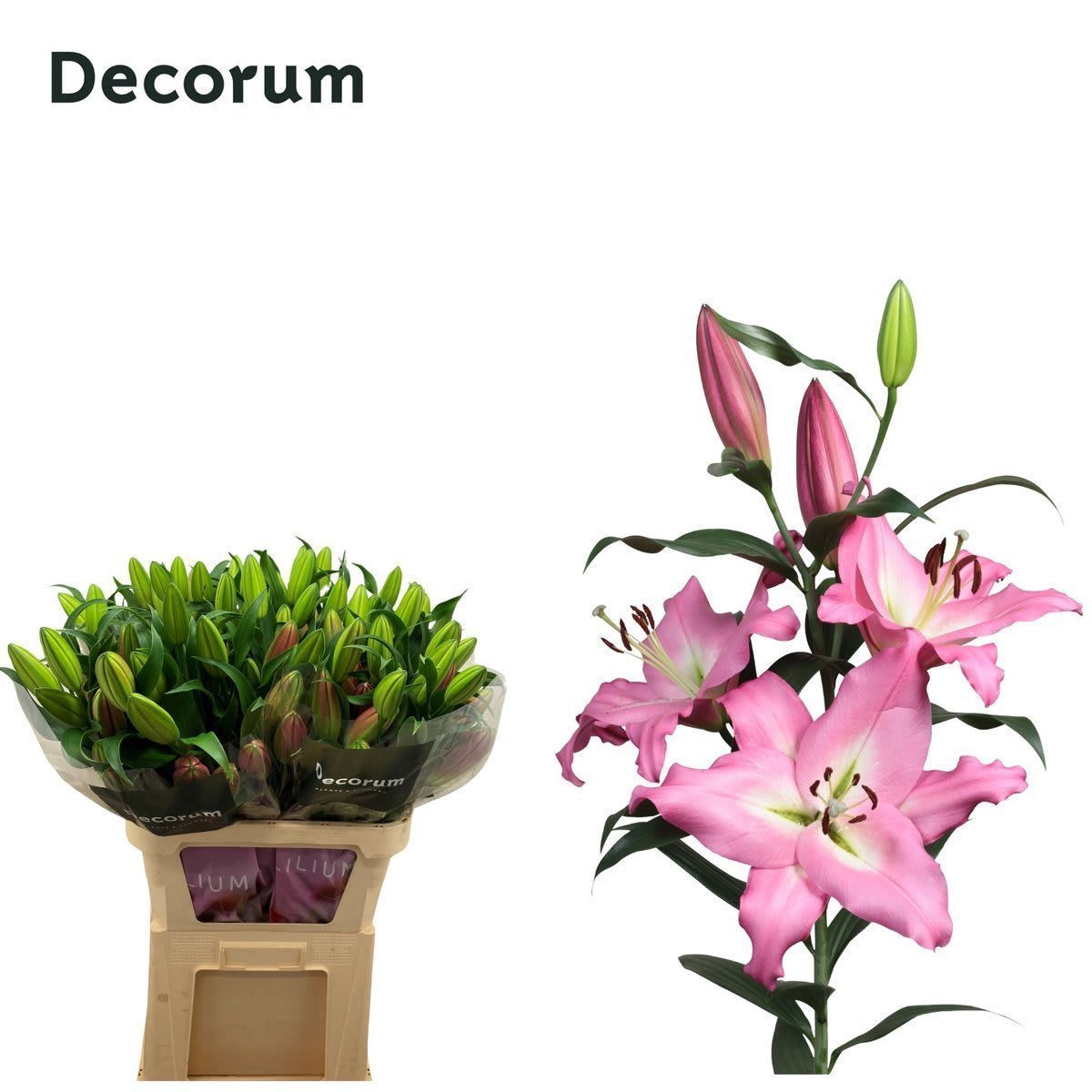 Срезанные цветы оптом Lilium or albareto от 30шт. из Голландии с доставкой по России