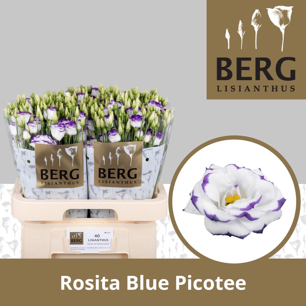 Срезанные цветы оптом Lisianthus do rosita blue picotee от 40шт. из Голландии с доставкой по России