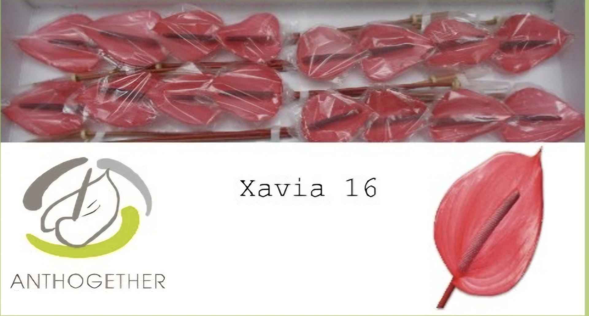 Срезанные цветы оптом Anthurium xavia от 16шт из Голландии с доставкой по России