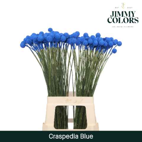 Срезанные цветы оптом Craspedia paint blue от 50шт из Голландии с доставкой по России