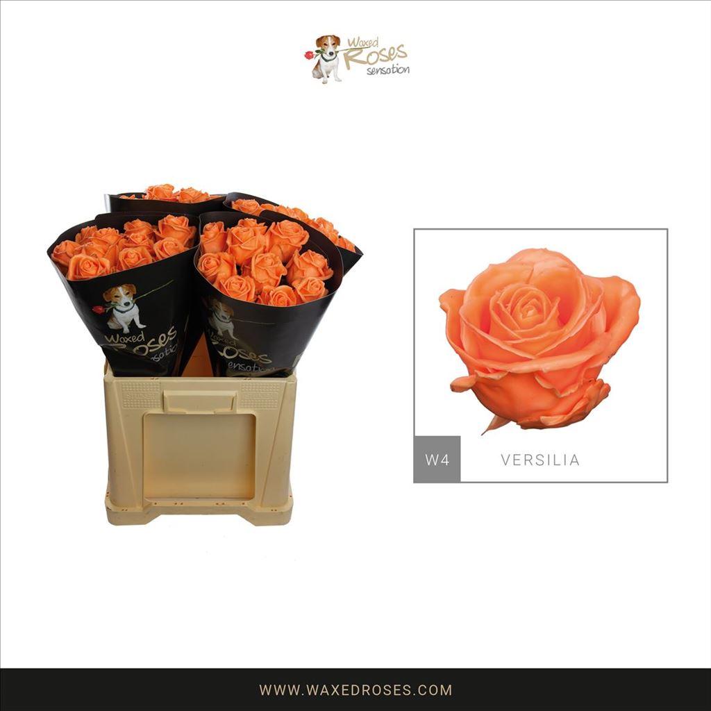 Срезанные цветы оптом Rosa large wax versilia от 40шт из Голландии с доставкой по России