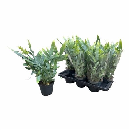 Горшечные цветы и растения оптом Phlebodium A Blue Star от 7шт из Голландии с доставкой по России