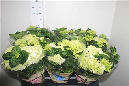 Горшечные цветы и растения оптом Hydr M Schneeball 8-10 Bloemen+ от 6шт из Голландии с доставкой по России