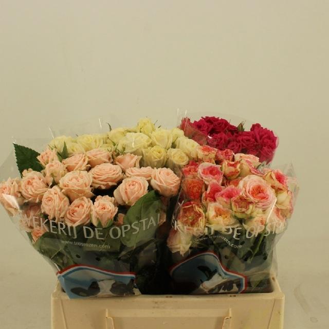 Срезанные цветы оптом Rosa spray mix in bucket от 40шт из Голландии с доставкой по России