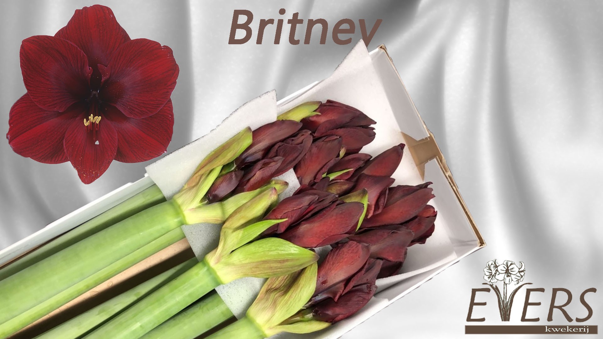 Срезанные цветы оптом Hippeastrum britney от 10шт из Голландии с доставкой по России