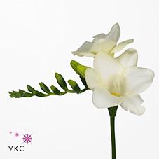 Срезанные цветы оптом Freesia si ambiance от 100шт из Голландии с доставкой по России