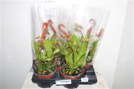 Горшечные цветы и растения оптом Nepent Alata от 4шт из Голландии с доставкой по России