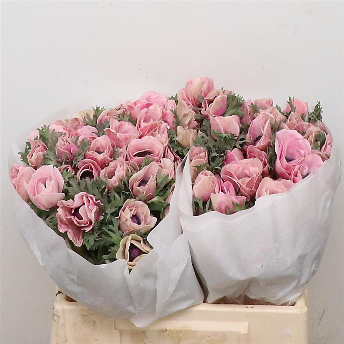 Срезанные цветы оптом Anemone powder pink от 90шт из Голландии с доставкой по России