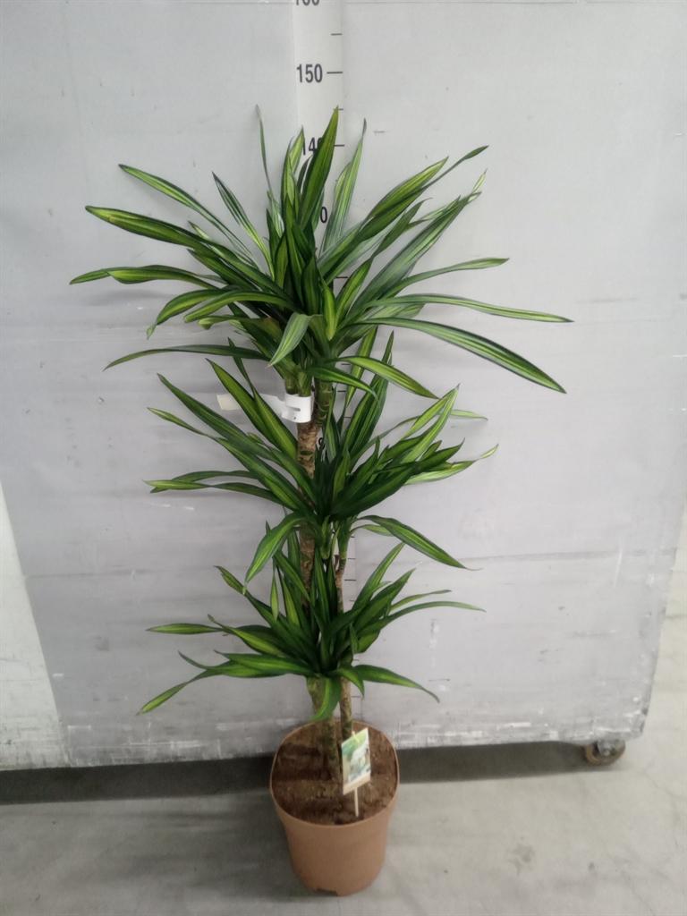 Горшечные цветы и растения оптом Drac Frag Riki 60-30 от 1шт из Голландии с доставкой по России