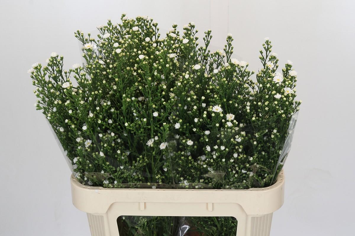 Срезанные цветы оптом Aster paquita от 75шт из Голландии с доставкой по России