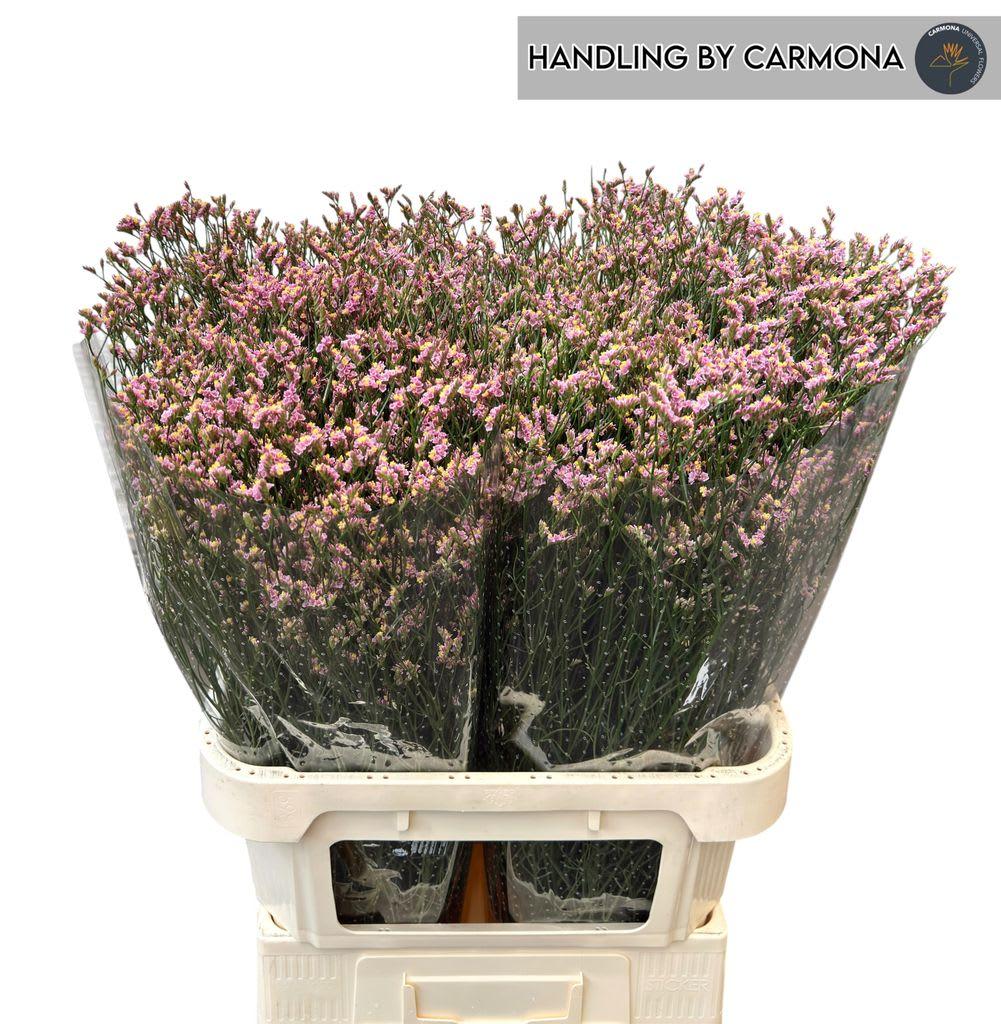 Срезанные цветы оптом Limonium china lovely от 50шт из Голландии с доставкой по России