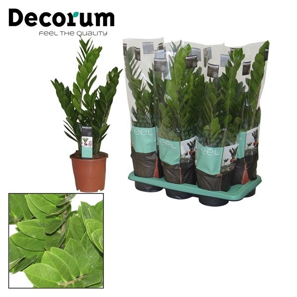 Горшечные цветы и растения оптом Zamioculcas Compact 5+ от 6шт из Голландии с доставкой по России