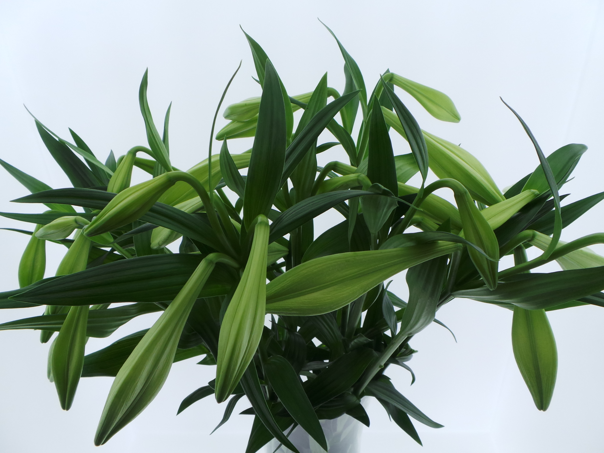 Срезанные цветы оптом BQ Mono Lelie Longiflorum x5 60cm от 10шт из Голландии с доставкой по России