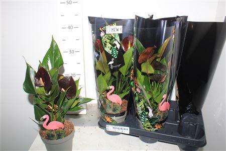 Горшечные цветы и растения оптом Anthu A Paris Black 4-5+++ от 6шт из Голландии с доставкой по России