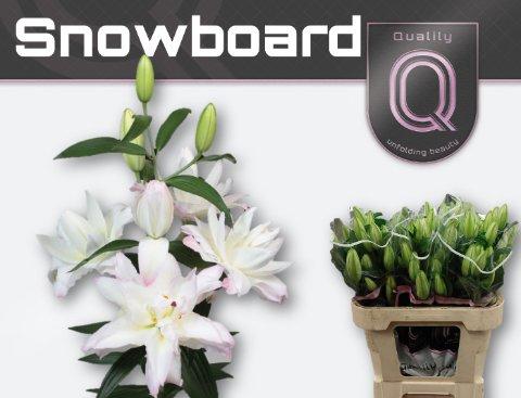 Срезанные цветы оптом Lilium or dbl snowboard от 40шт из Голландии с доставкой по России