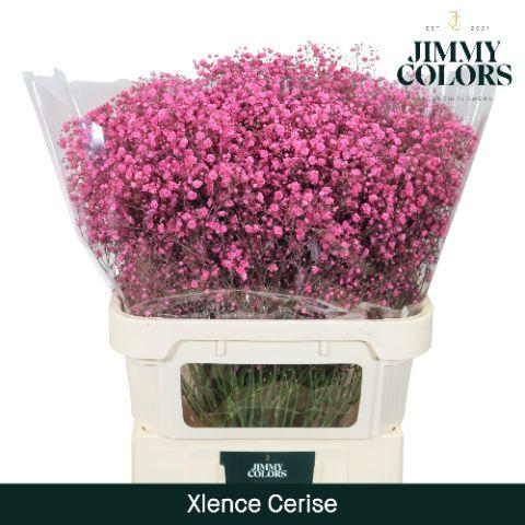 Срезанные цветы оптом Gyps large paint cerise от 25шт из Голландии с доставкой по России