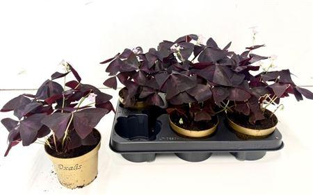 Горшечные цветы и растения оптом Oxalis Triangularis от 6шт из Голландии с доставкой по России