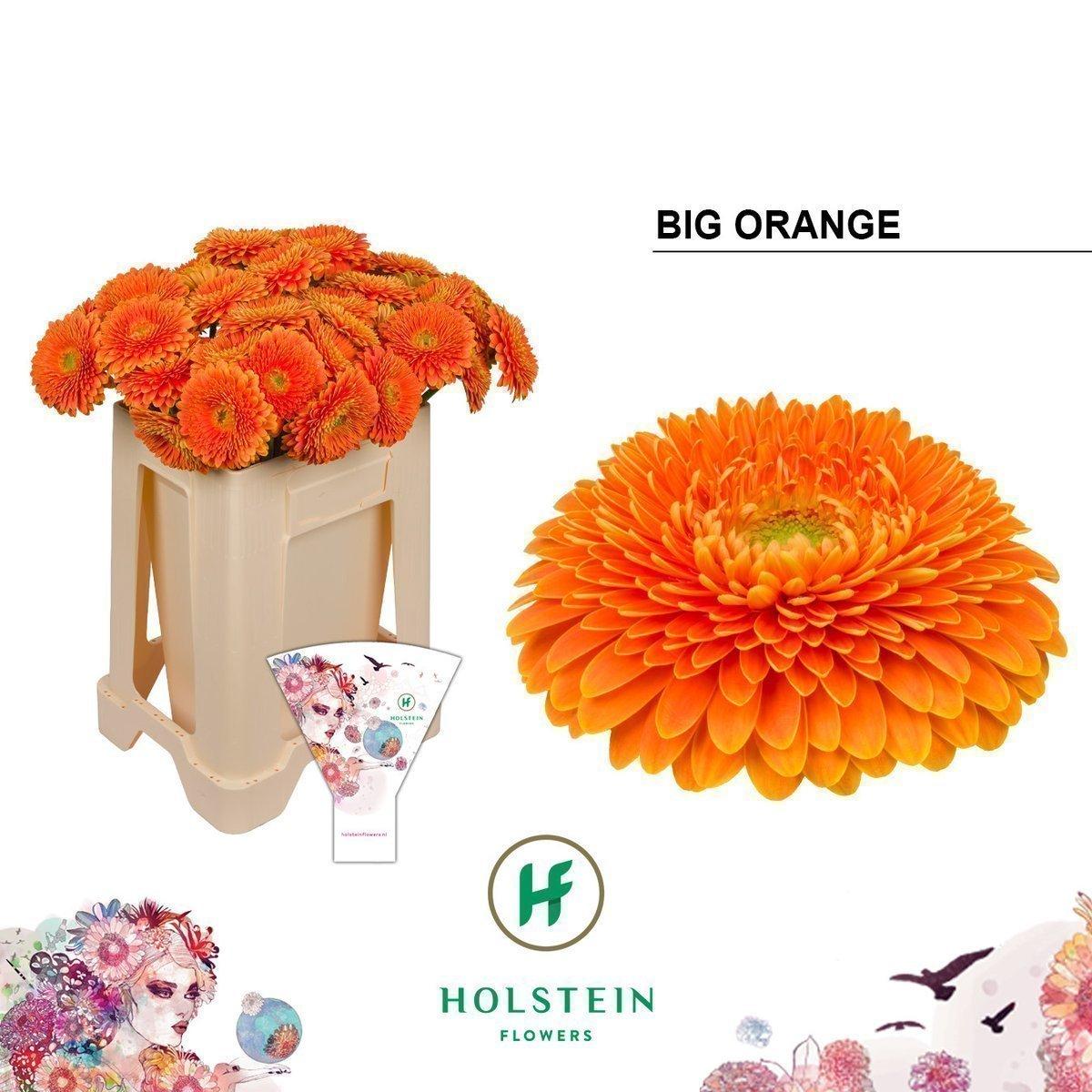 Срезанные цветы оптом Gerbera gerponi big orange от 40шт из Голландии с доставкой по России