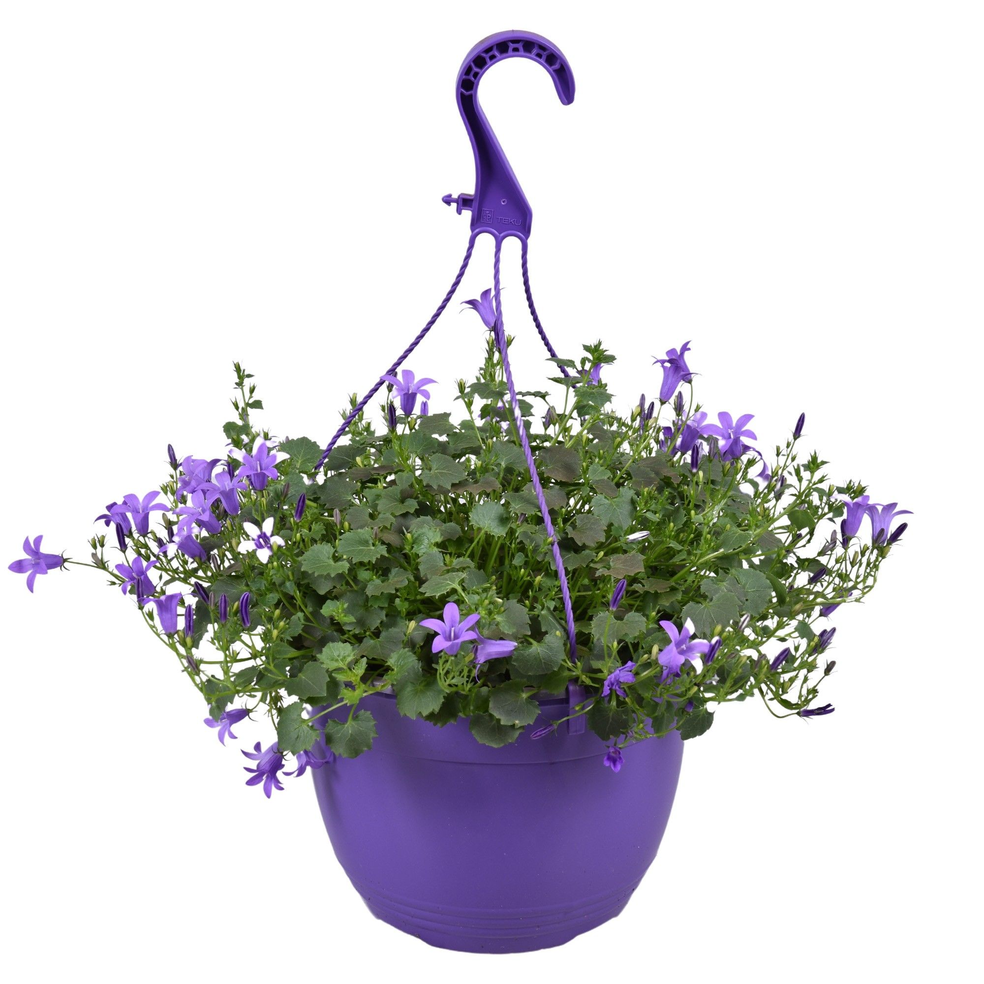 Горшечные цветы и растения оптом Campanula Purple Hang от 2шт (для телеги) из Голландии с доставкой по России