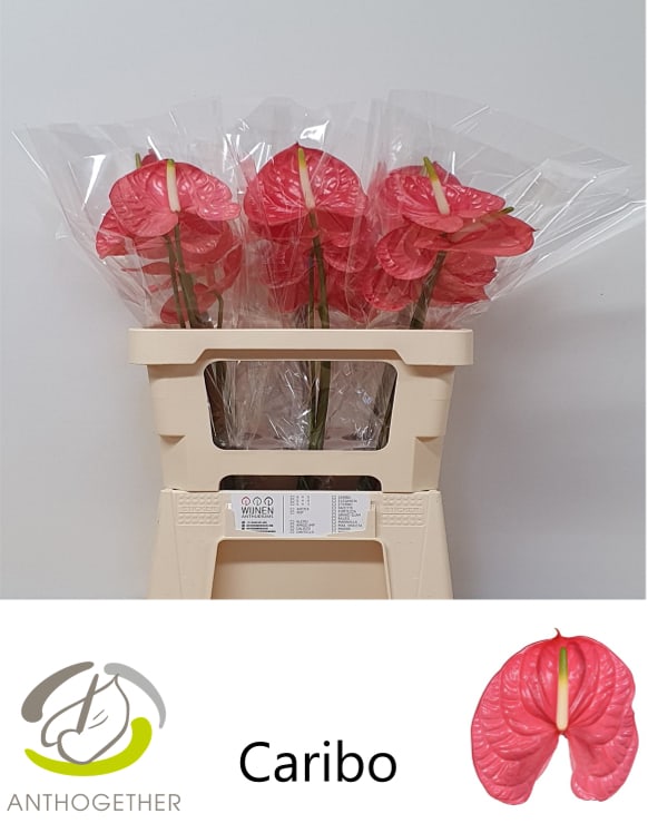 Срезанные цветы оптом Anthurium caribo от 30шт из Голландии с доставкой по России