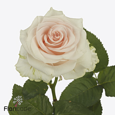 Срезанные цветы оптом Rosa large sweet caroline от 40шт. из Голландии с доставкой по России