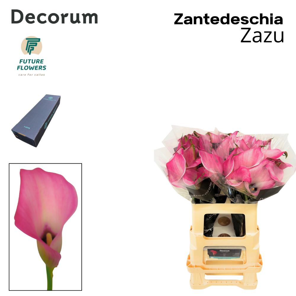 Срезанные цветы оптом Zantedeschia zazu от 160шт из Голландии с доставкой по России