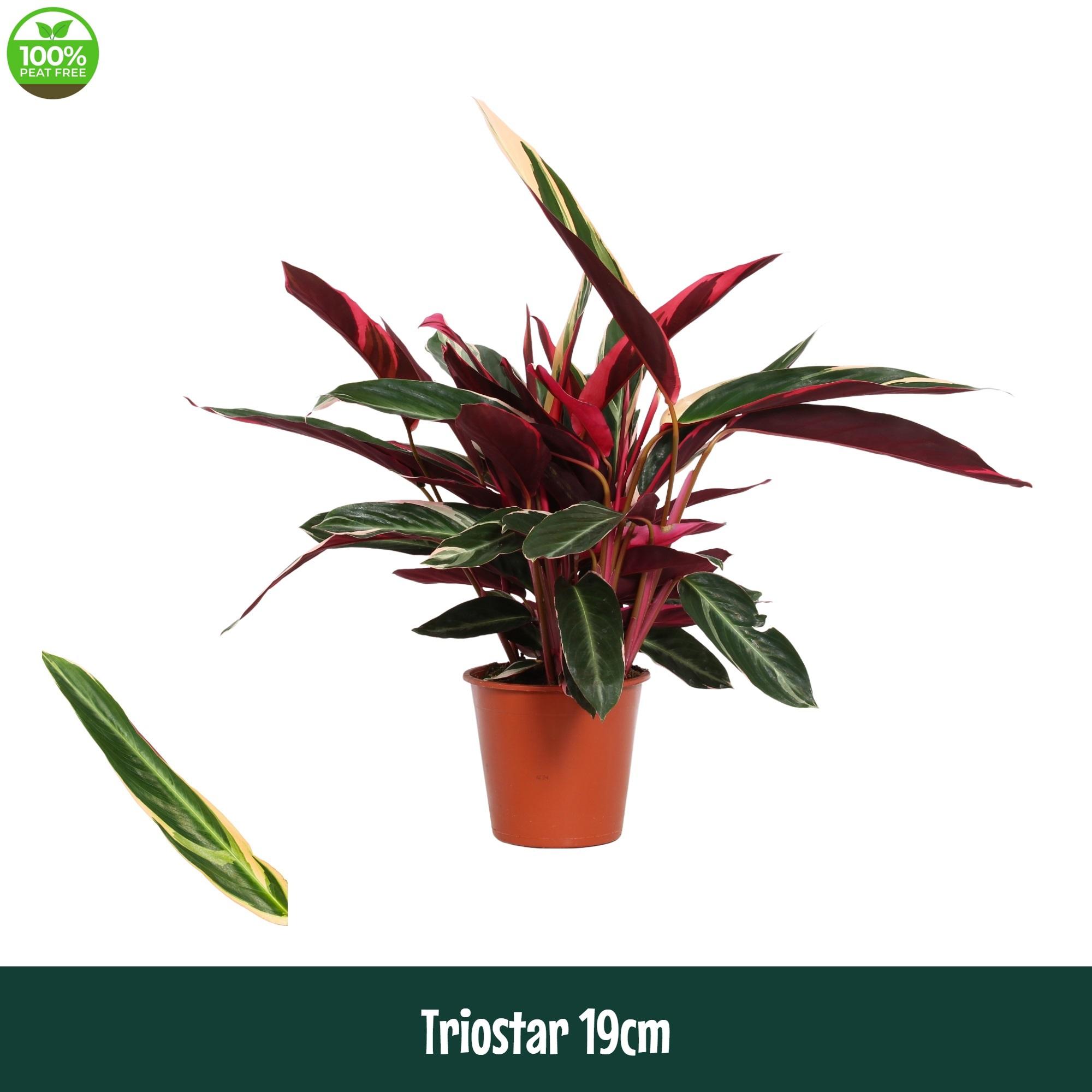 Горшечные цветы и растения оптом Calathea Triostar от 1шт из Голландии с доставкой по России