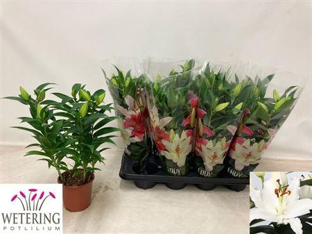 Горшечные цветы и растения оптом Lil Or Sun Bahamas 4pp от 8шт из Голландии с доставкой по России