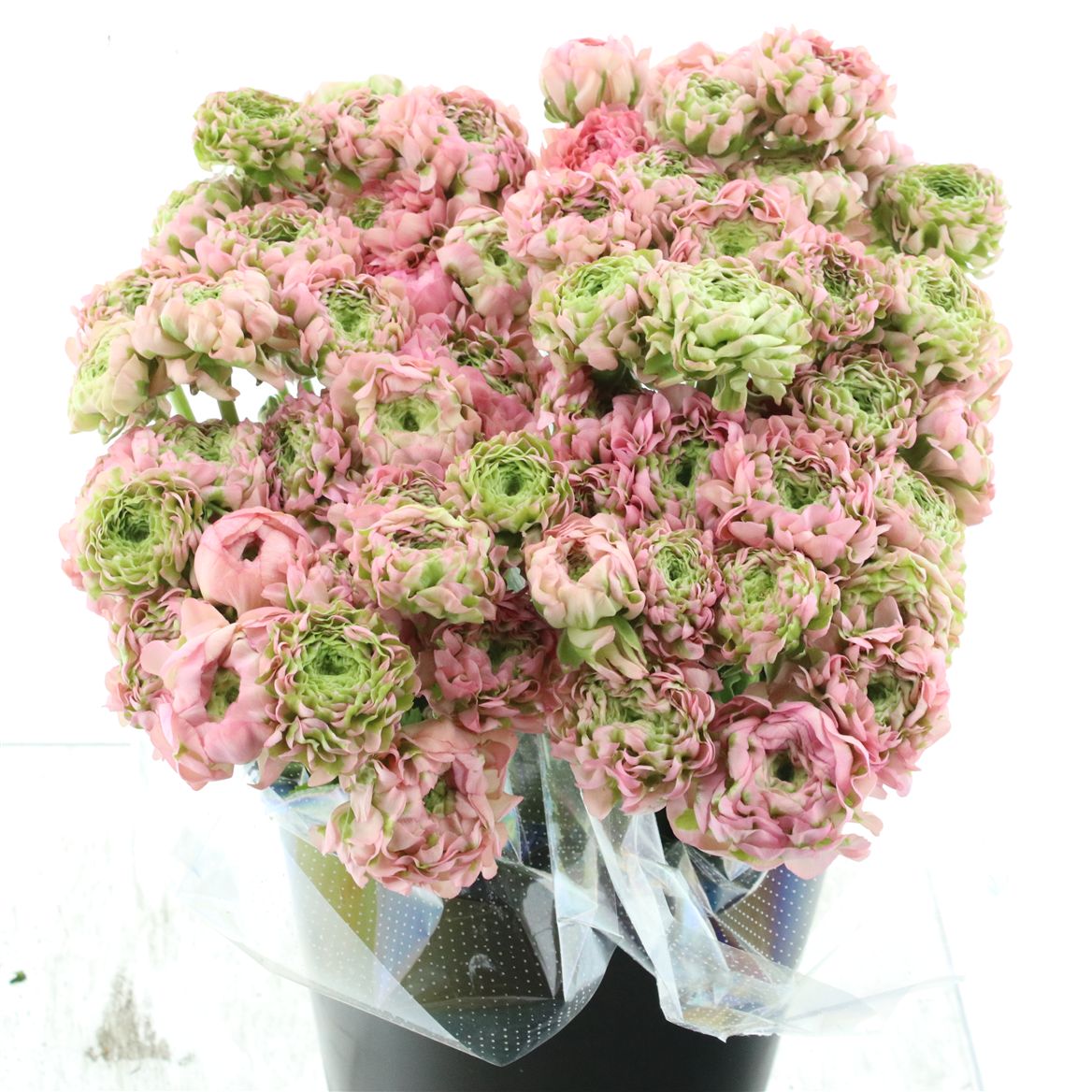 Срезанные цветы оптом Ranunculus pon pon alice от 90шт из Голландии с доставкой по России