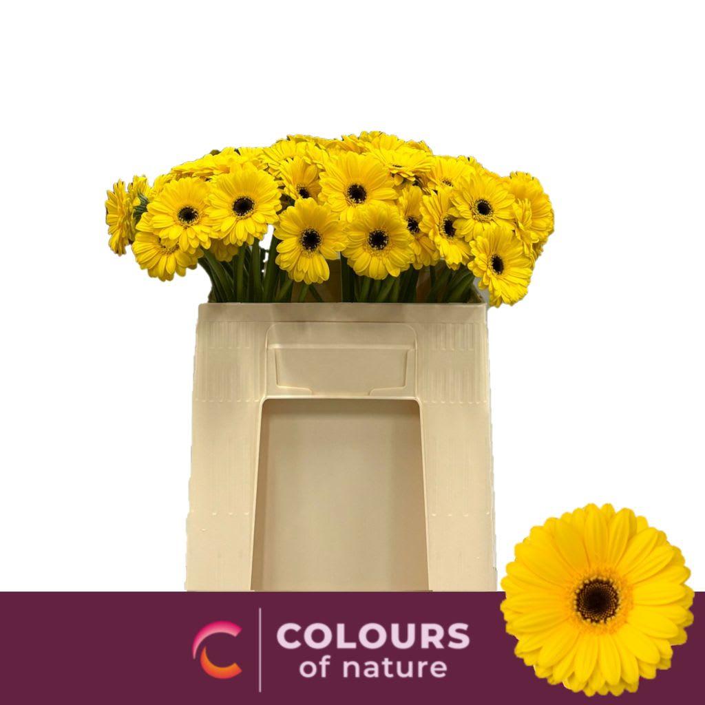 Срезанные цветы оптом Germini pires от 80шт из Голландии с доставкой по России