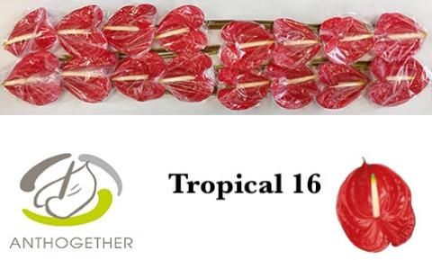 Срезанные цветы оптом Anthurium tropical от 16шт из Голландии с доставкой по России