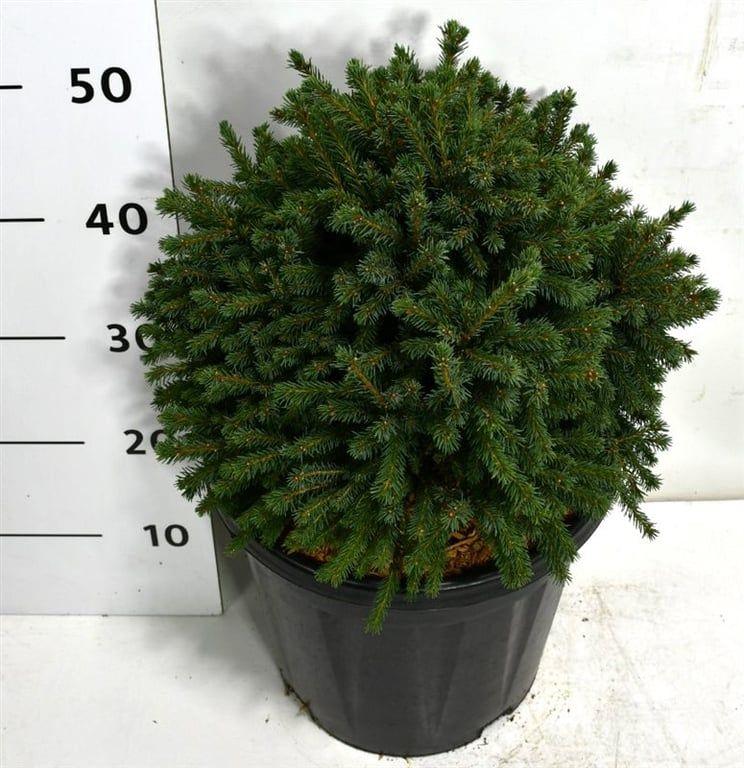 Горшечные цветы и растения оптом Picea Glauca Echiniformis от 1шт из Голландии с доставкой по России