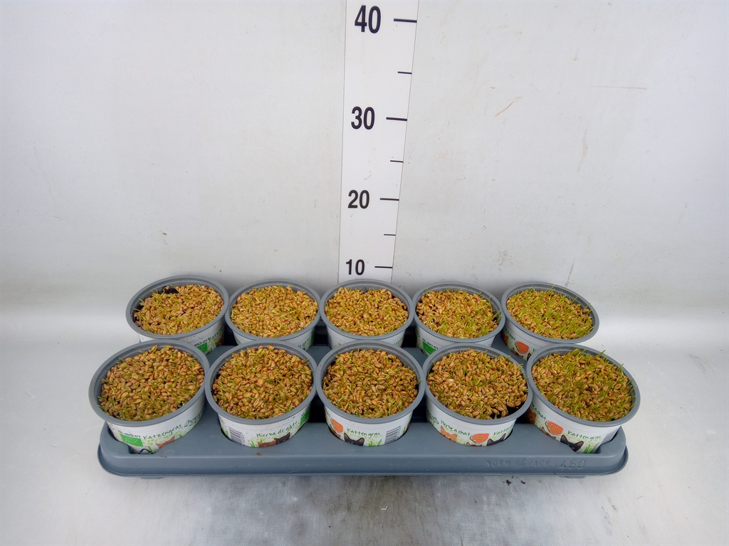 Горшечные цветы и растения оптом Hordeum Sp.   ...kattegras Zaai от 10шт из Голландии с доставкой по России