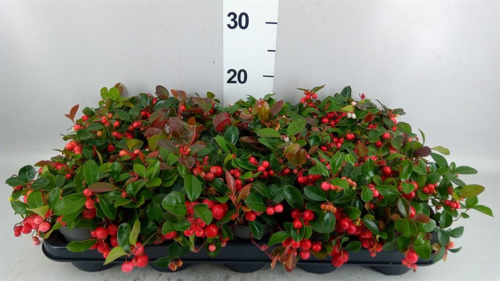 Горшечные цветы и растения оптом Gaultheria Proc. big Berry от 15шт из Голландии с доставкой по России