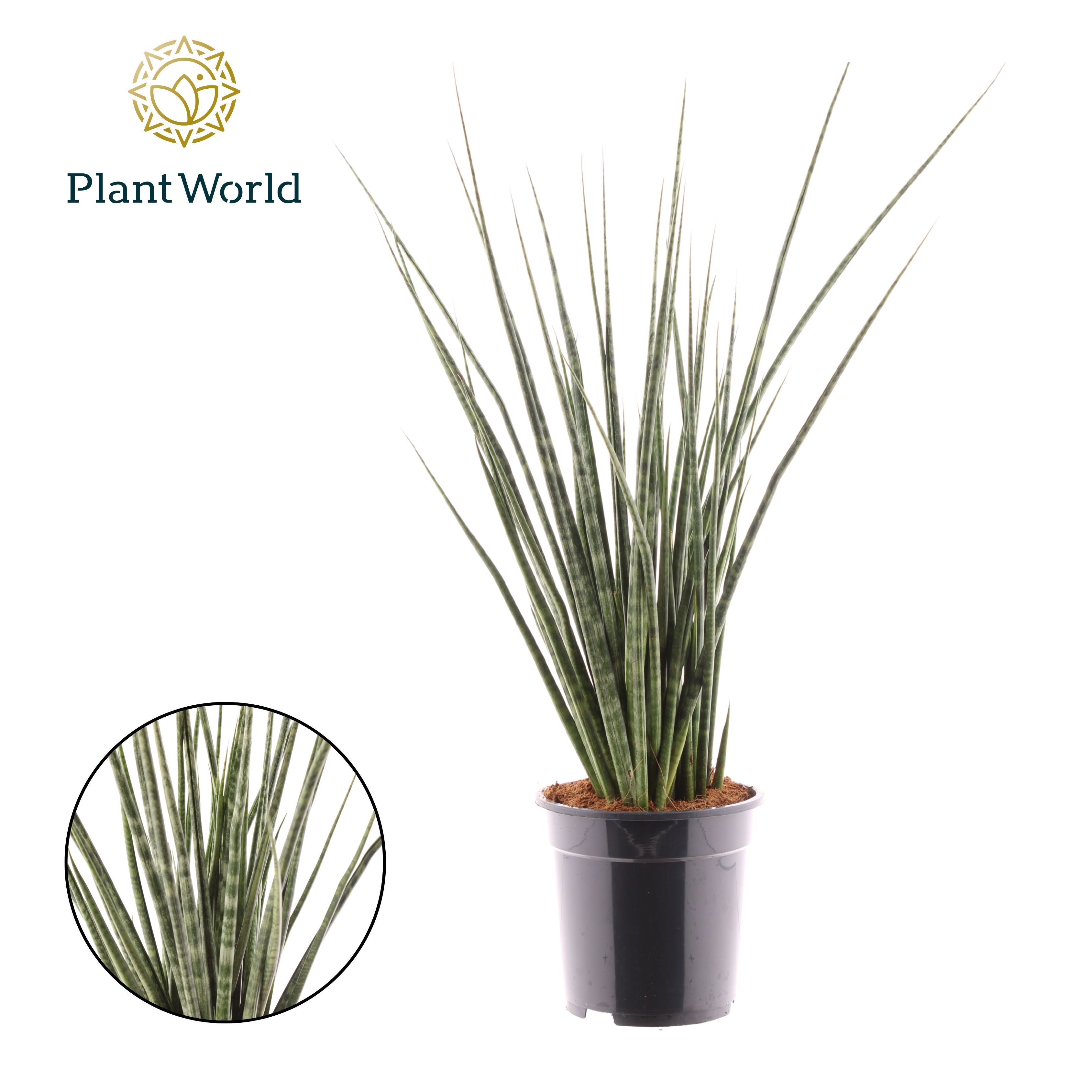 Горшечные цветы и растения оптом Sansevieria Digitorum от 3шт из Голландии с доставкой по России