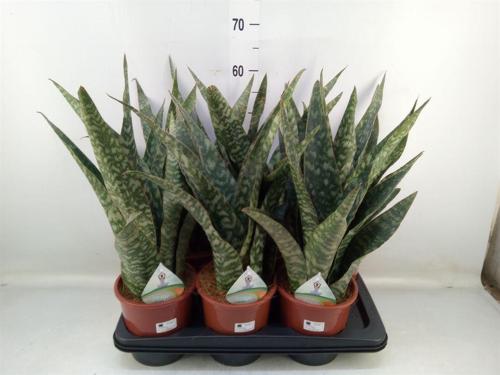 Горшечные цветы и растения оптом Sansevieria Trifa.   ... от 6шт из Голландии с доставкой по России