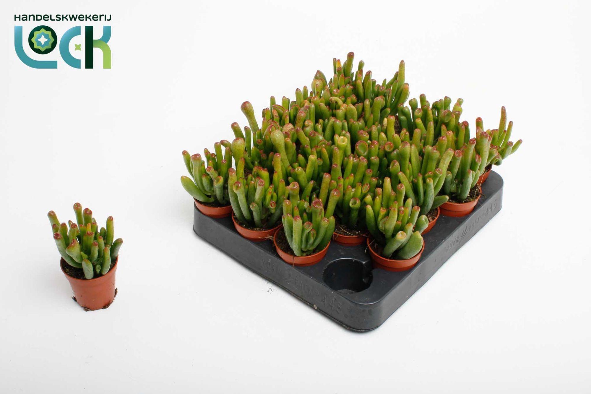 Горшечные цветы и растения оптом Crass Horn Tree от 20шт (для телеги) из Голландии с доставкой по России