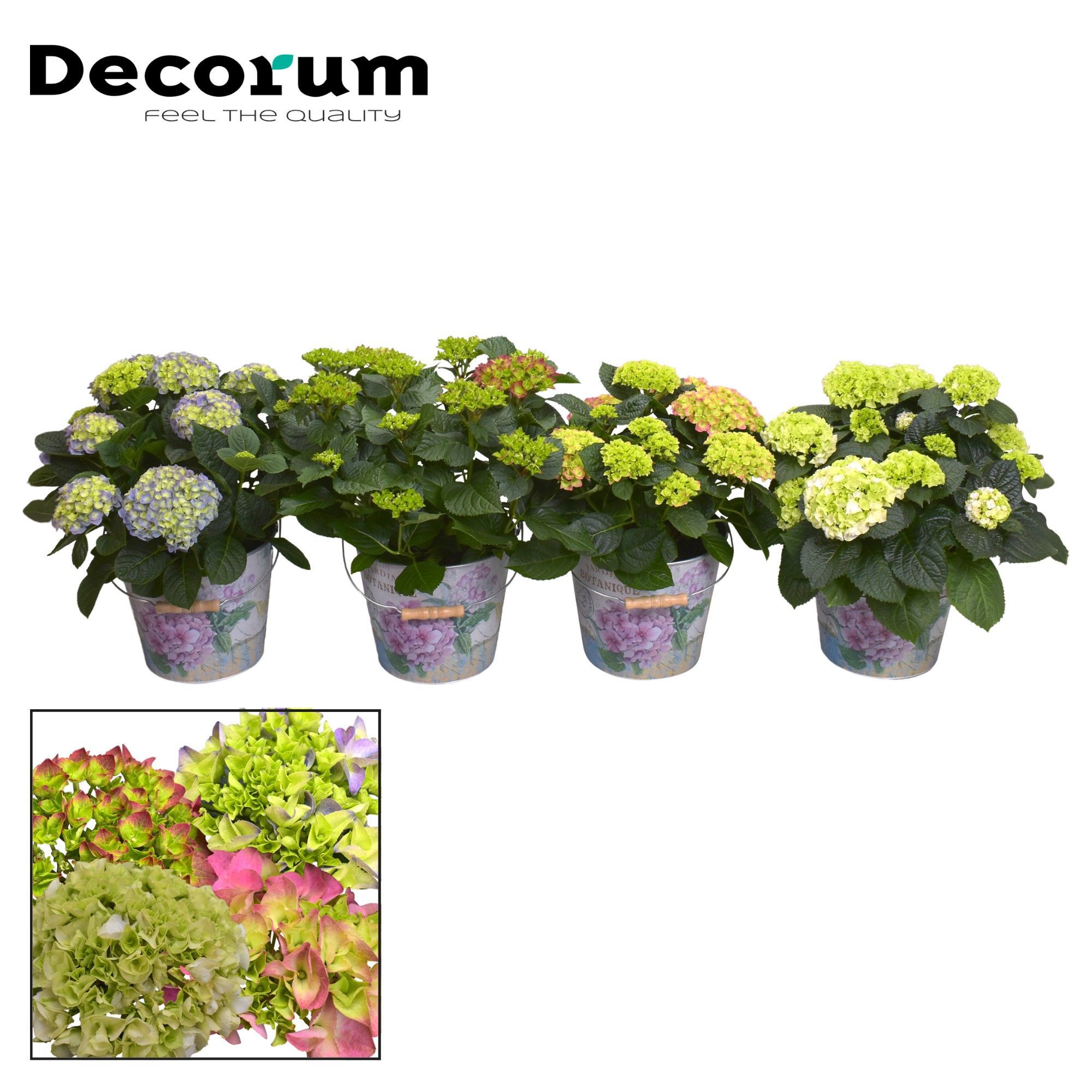 Горшечные цветы и растения оптом Hydrangea Ma Mix 7+ In Bucket (decorum) от 1шт из Голландии с доставкой по России