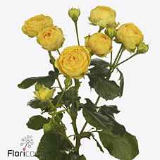 Срезанные цветы оптом Rosa sp luna trendsetter от 30шт из Голландии с доставкой по России